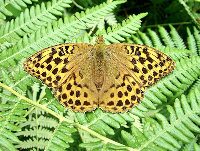 silver-washed fritillary